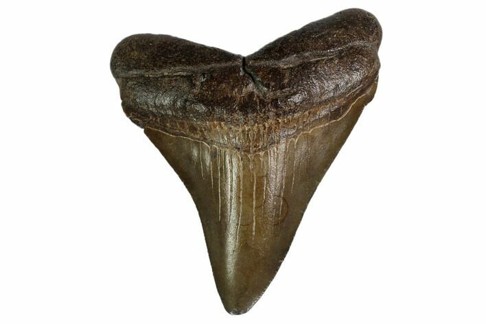 Fossil Megalodon Tooth - Georgia #159750
